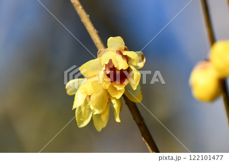 ロウバイ 122101477