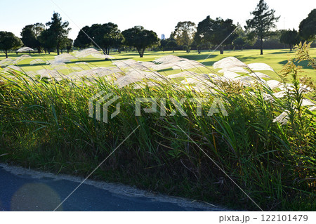日に照らされ風になびくススキ 自然風景 日に照らされ風になびくススキ 自然風景 122101479