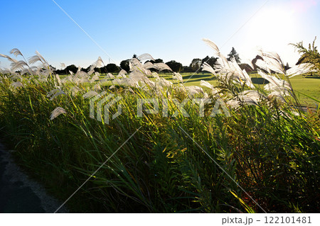 日に照らされ風になびくススキ 自然風景 日に照らされ風になびくススキ 自然風景 122101481