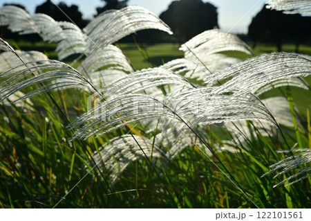 日に照らされ風になびくススキ　自然風景　　 122101561