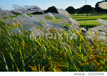 日に照らされ風になびくススキ　自然風景　　 122101562