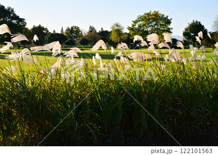 日に照らされ風になびくススキ　自然風景　　 122101563