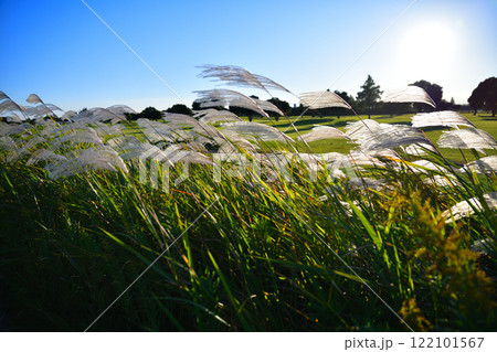 日に照らされ風になびくススキ 自然風景 日に照らされ風になびくススキ 自然風景 122101567
