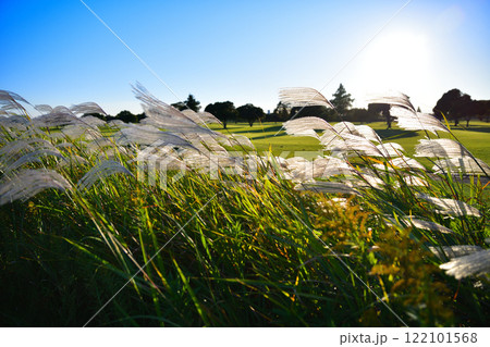 日に照らされ風になびくススキ　自然風景　　 122101568