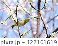 青空と白梅とメジロ 122101619