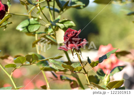 深紅の秋のバラ 122101913
