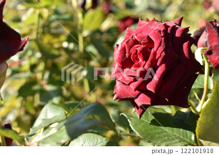 深紅の秋のバラ 122101918