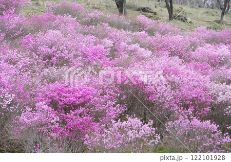 春のアカヤシオの丘 春のアカヤシオの丘 122101928