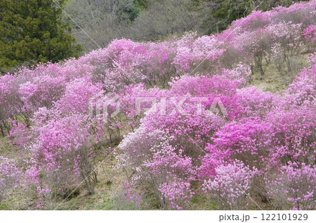 春のアカヤシオの丘 春のアカヤシオの丘 122101929