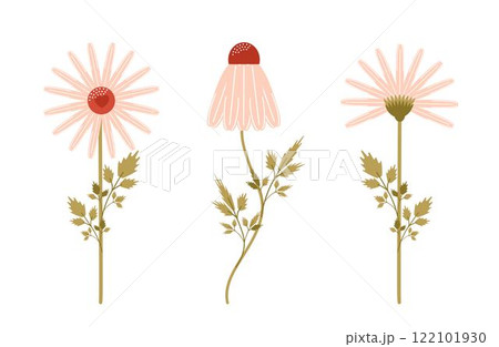 A set of chamomile daisies. The concept of cultivation. 122101930