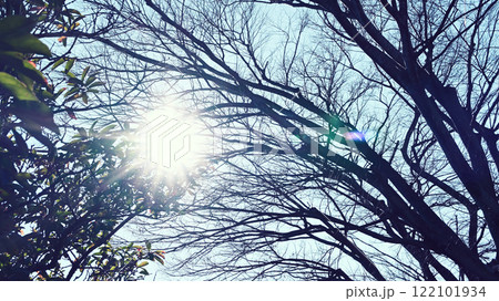 冬枯れした樹木と青空　 122101934