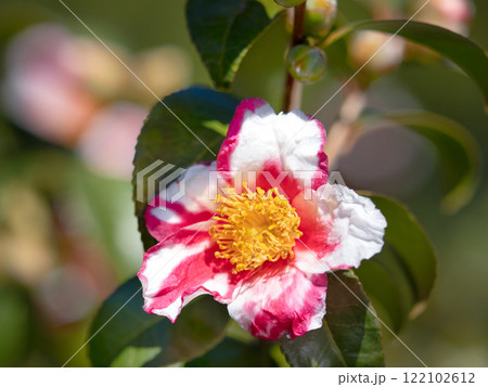 ハルサザンカ　蜀江錦 122102612