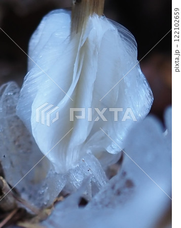 ひだのような氷華(202412180902) ひだのような氷華(202412180902) 122102659