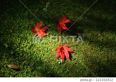 苔の上の紅葉の落ち葉 苔の上の紅葉の落ち葉 122102812