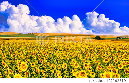 スペイン・アンダルシア地方の美しいひまわり畑 122102819