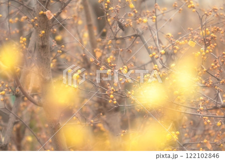 黄色い蠟梅の花 122102846