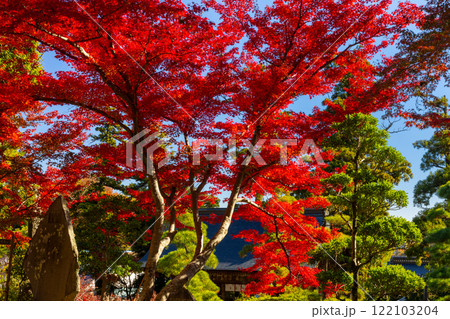埼玉県比企郡吉見町大字御所　岩殿山安楽寺吉見観音の境内の紅葉 122103204