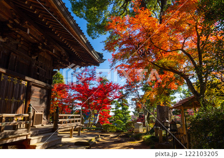 埼玉県比企郡吉見町大字御所　岩殿山安楽寺吉見観音の境内の紅葉 122103205