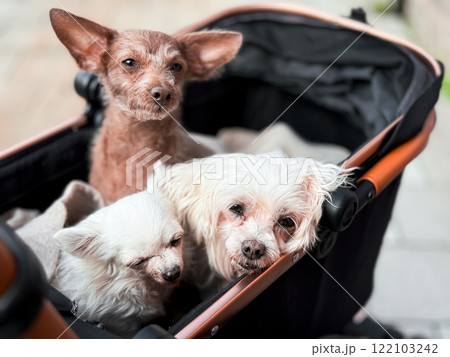 Three old small dogs resting in a stroller in the fresh air Three old small dogs resting in a stroller in the fresh air 122103242