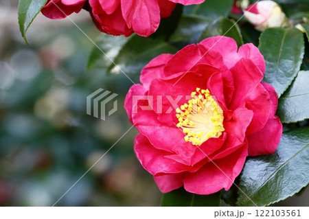 冬の花、サザンカ 122103561