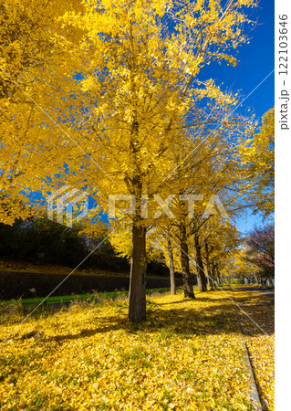 埼玉県川越市池辺　川越水上公園　黄葉のイチョウ並木と敷紅葉 122103646