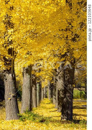 埼玉県川越市池辺 川越水上公園 黄葉のイチョウ並木と敷紅葉 埼玉県川越市池辺 川越水上公園 黄葉のイチョウ並木と敷紅葉 122103648