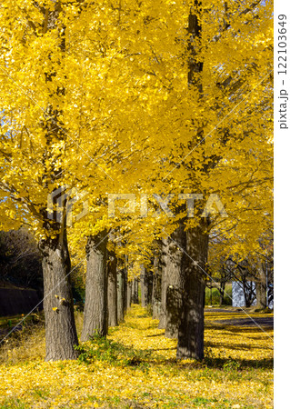 埼玉県川越市池辺 川越水上公園 黄葉のイチョウ並木と敷紅葉 埼玉県川越市池辺 川越水上公園 黄葉のイチョウ並木と敷紅葉 122103649