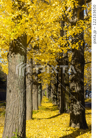 埼玉県川越市池辺 川越水上公園 黄葉のイチョウ並木と敷紅葉 埼玉県川越市池辺 川越水上公園 黄葉のイチョウ並木と敷紅葉 122103650