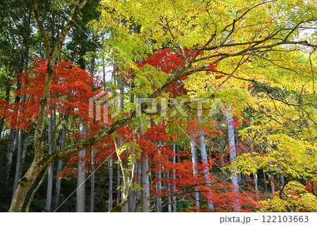 洞光寺の紅葉 122103663