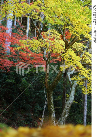 洞光寺の紅葉 洞光寺の紅葉 122103676