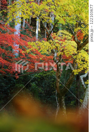 洞光寺の紅葉 122103677