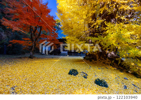 埼玉県東松山市岩殿　岩殿観音巌殿山正法寺観音堂前の黄葉した大イチョウに敷紅葉散紅葉と赤いモミジ 122103940