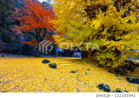 埼玉県東松山市岩殿　岩殿観音巌殿山正法寺観音堂前の黄葉した大イチョウに敷紅葉散紅葉と赤いモミジ 122103942