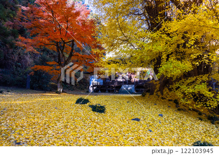 埼玉県東松山市岩殿　岩殿観音巌殿山正法寺観音堂前の黄葉した大イチョウに敷紅葉散紅葉と赤いモミジ 122103945