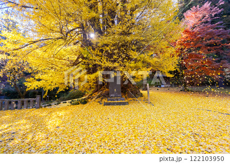 埼玉県東松山市岩殿　岩殿観音巌殿山正法寺観音堂前の黄葉した逆光の大イチョウに敷紅葉散紅葉と赤いモミジ 122103950