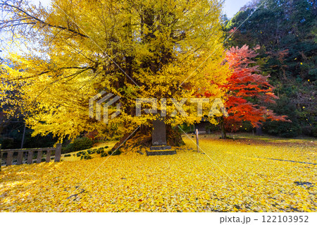 埼玉県東松山市岩殿　岩殿観音巌殿山正法寺観音堂前の黄葉した大イチョウに敷紅葉散紅葉と赤いモミジ 122103952
