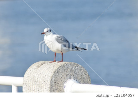 野鳥 野鳥 122104057