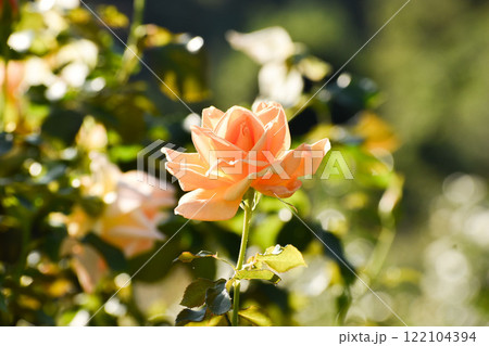 オレンジ色の秋のバラ オレンジ色の秋のバラ 122104394