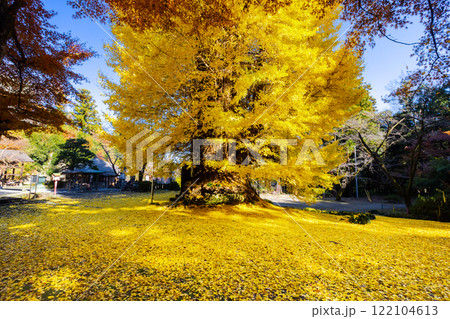 埼玉県東松山市岩殿　岩殿観音巌殿山正法寺観音堂前の黄葉した大イチョウに敷紅葉散紅葉 122104613