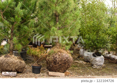 Seedlings of coniferous trees in pots in plant nursery ready for planting Seedlings of coniferous trees in pots in plant nursery ready for planting 122104726