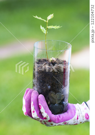 Gardener holding a glass with small holly growing from acorn in soil 122104732