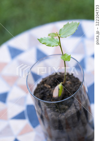 Holly seedling growing in glass on mosaic table Holly seedling growing in glass on mosaic table 122104733