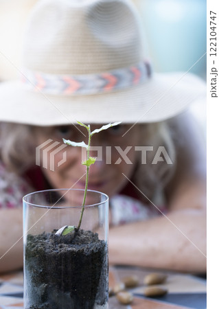 Gardener observing growing oak sprout in glass with soil Gardener observing growing oak sprout in glass with soil 122104747