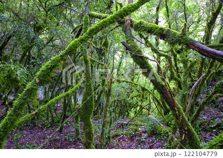 Moss-Covered Branches in a Dense Forest Moss-Covered Branches in a Dense Forest 122104779
