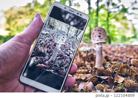 Photographing a Macrolepiota Procera Mushroom in a Beech Forest with Smartphone 122104809