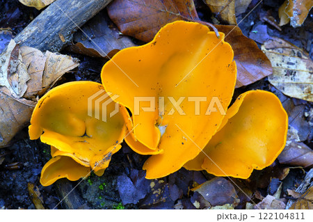 Aurelia aurantia Mushrooms on Forest Floor 122104811