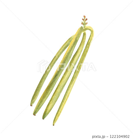 Green vanilla beans watercolor illustration isolated on white background. High quality hand drawn design element perfect for spice box, cafe menu, spice packaging, recipes, label and logo decor 122104902