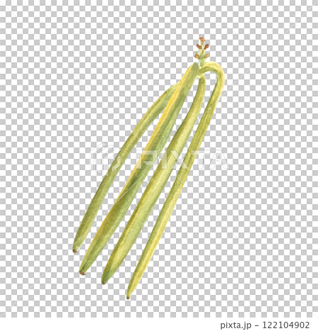 Green vanilla beans watercolor illustration isolated on white background. High quality hand drawn design element perfect for spice box, cafe menu, spice packaging, recipes, label and logo decor 122104902