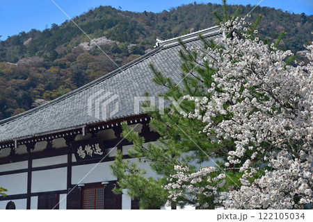 京都 天龍寺 桜と法堂 京都 天龍寺 桜と法堂 122105034