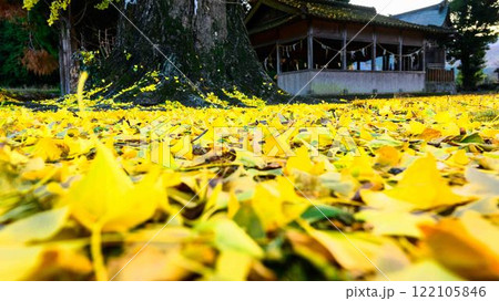 津留年之神社とイチョウ『津留年之神社(つるのしのかみしゃ)』 津留年之神社とイチョウ『津留年之神社(つるのしのかみしゃ)』 122105846